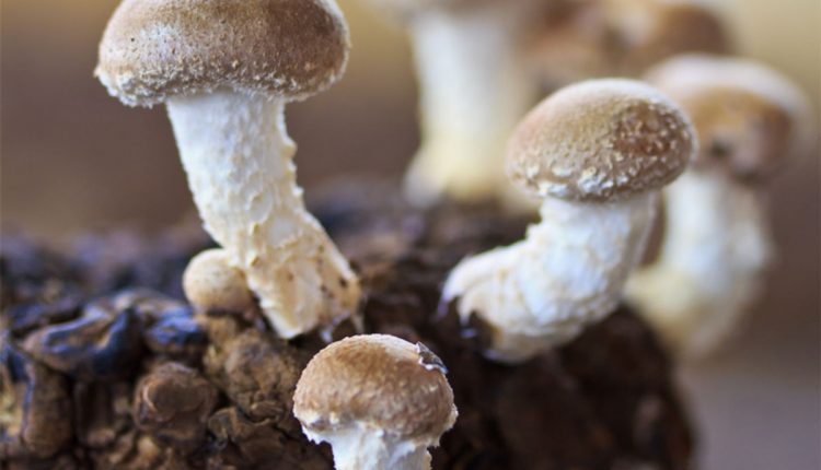 Technologia Blulog wspiera produkcję grzybów egzotycznych w Europie