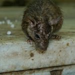 Deratyzacja - jak zwalczać szczury w zakładach przemysłu spożywczego