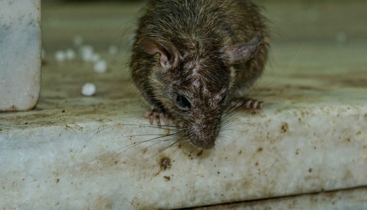 deratyzacja – usuwanie szczurow